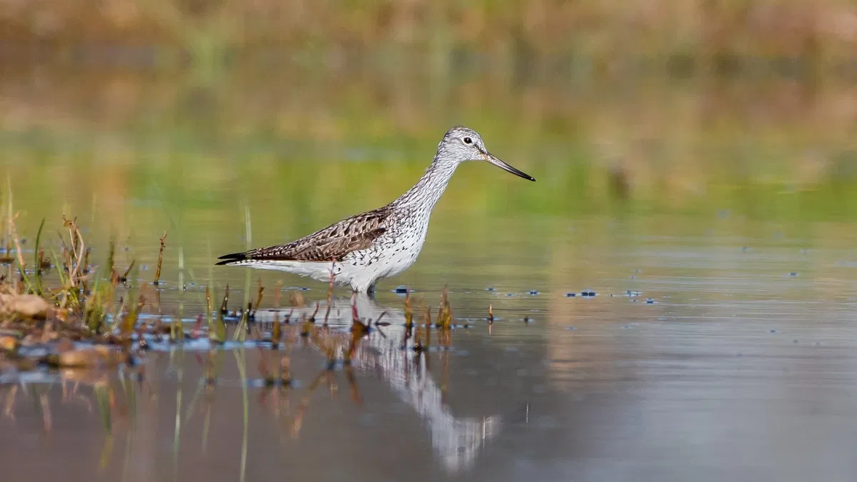 Svoboda & Williams Financially Supported the Czech Society for Ornithology