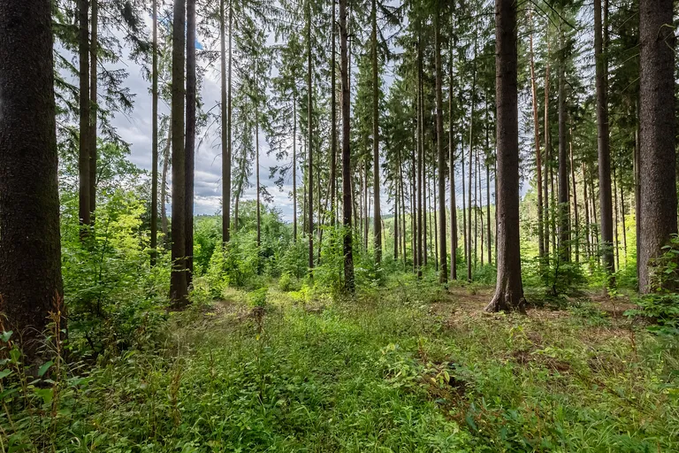 Družstevní, Jevany - Praha-východ | Predaj, Pozemok, 12 538 m²