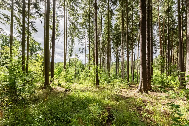 Družstevní, Jevany - Praha-východ | Predaj, Pozemok, 12 538 m²