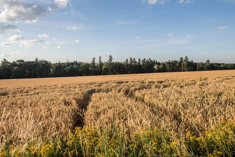 Dobřejovice - Praha-východ | Sale, Land, 6 512 m²