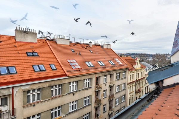 Kamenická, Holešovice - Prague 7 | Rent, Apartment, One-bedroom (2+kk), 75 m²