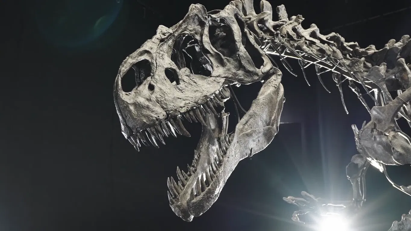 Jurské ikony: Vzácne kostry dinosaurov vydražené za milióny